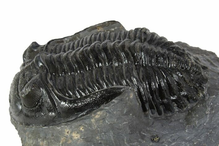 Large Hollardops Trilobite Fossil - Ofaten, Morocco #345163